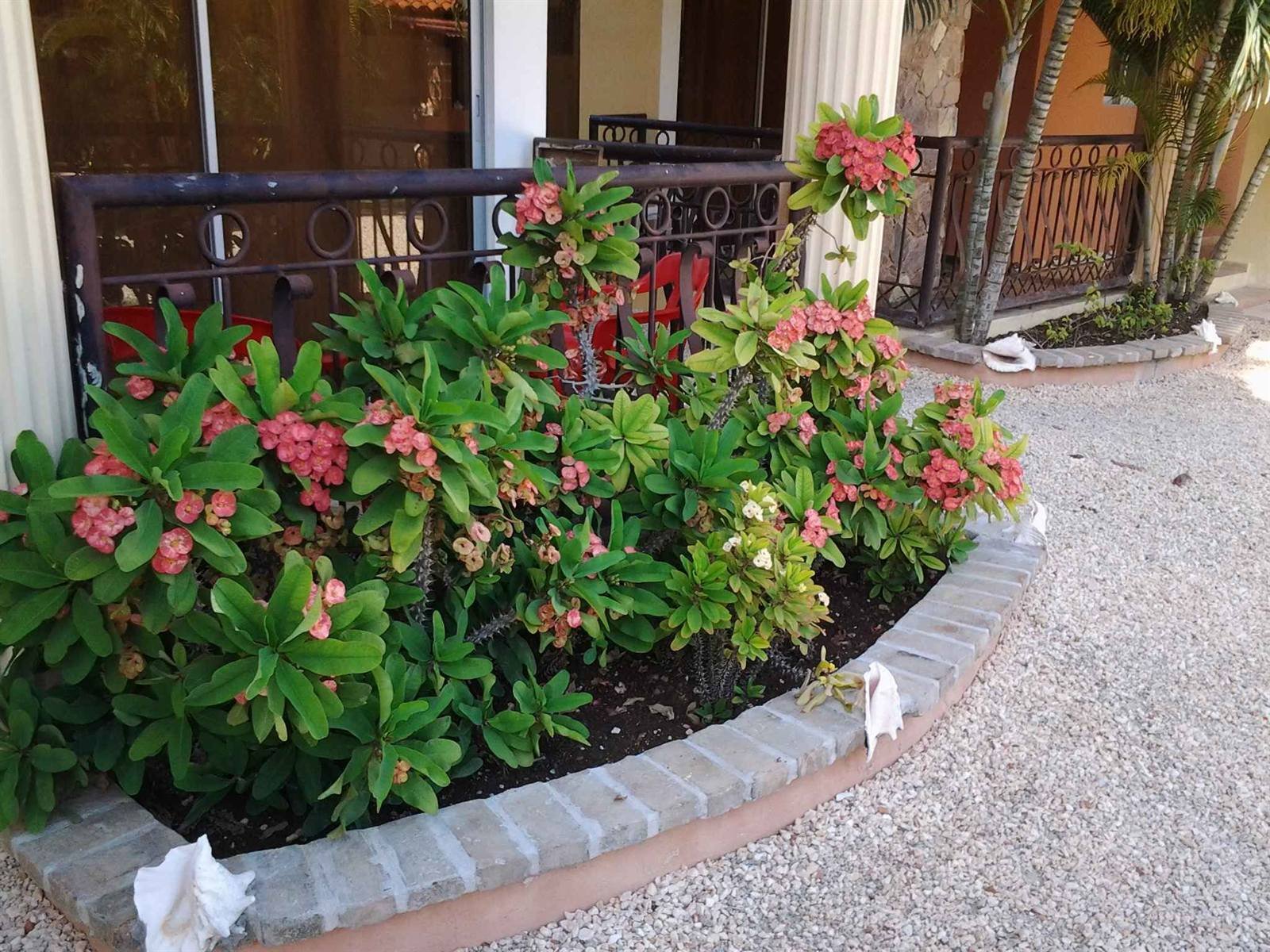 Flowering shrubs in the garden between the buildings